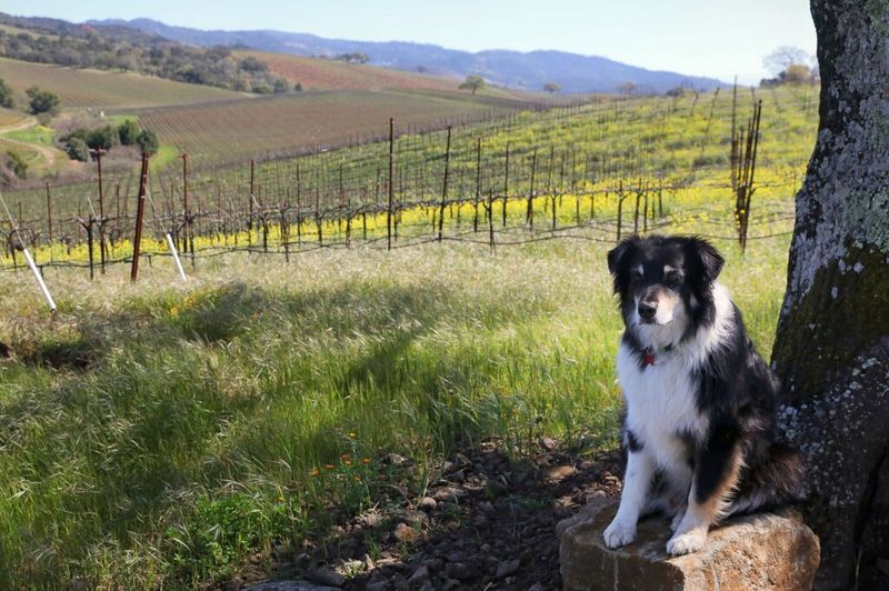 Sonoma Valley Wine Trail