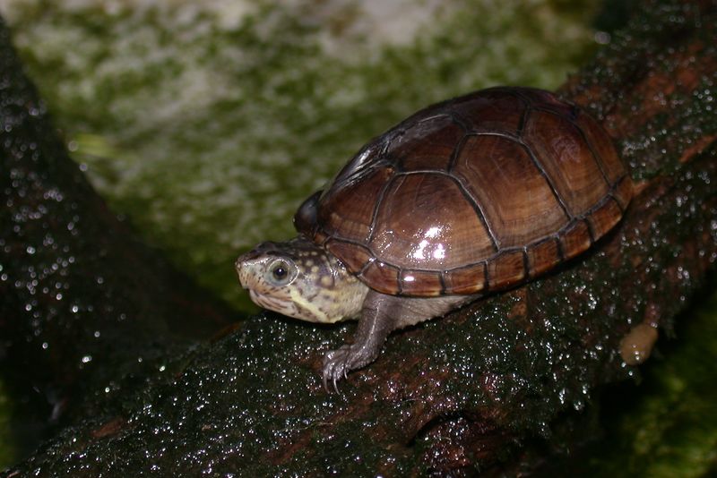 The Mysterious Eastern Mud Turtle