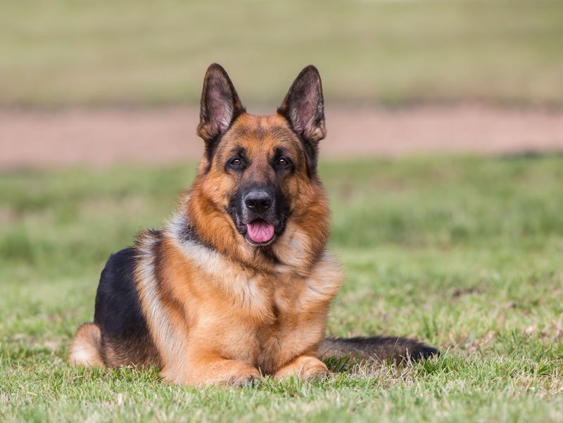 German Shepherd: The Gold Standard Defender