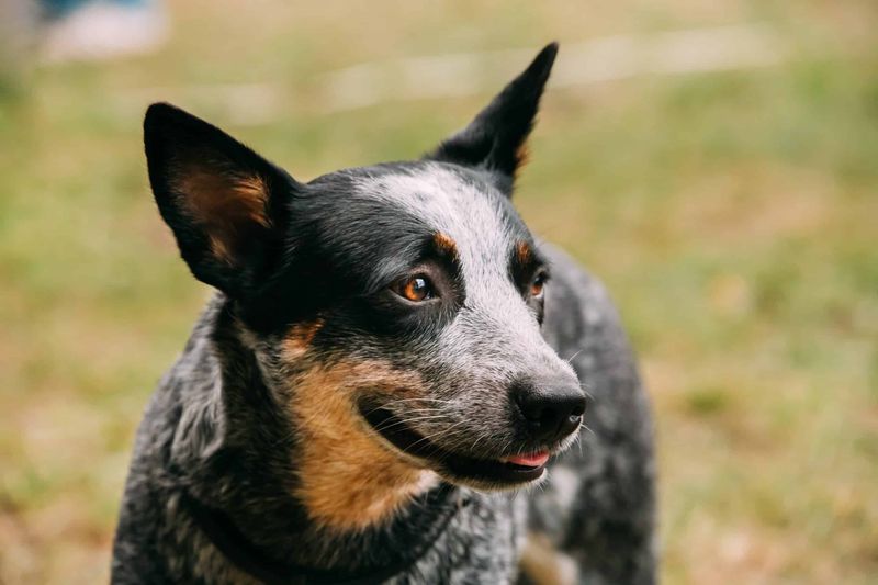 Australian Cattle Dog: The Desert Dynamo