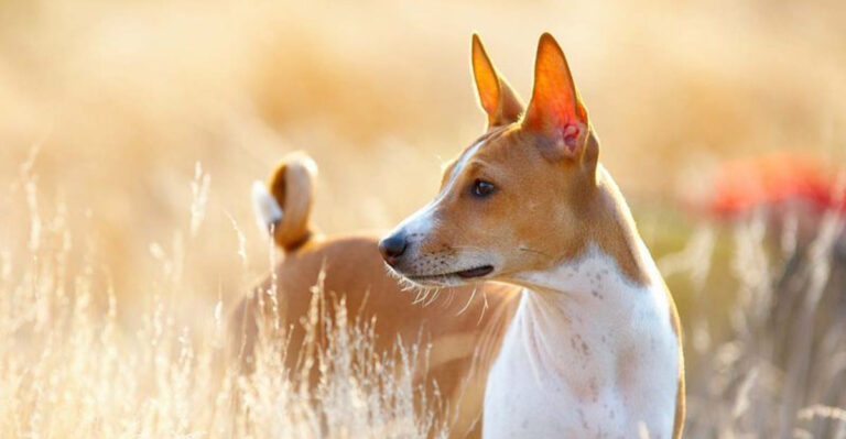 7 Heat-Tolerant Breeds Arizona Owners Trust in Triple-Digit Summers