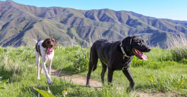 7 Idaho Mountain Trails Perfect For Off-Leash Hiking With Large Breeds