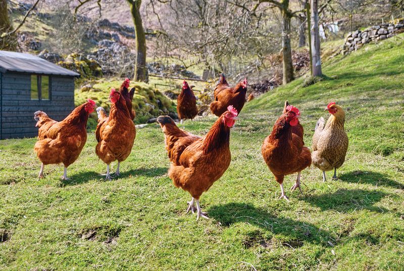 Chickens: The Gateway Farm Animal