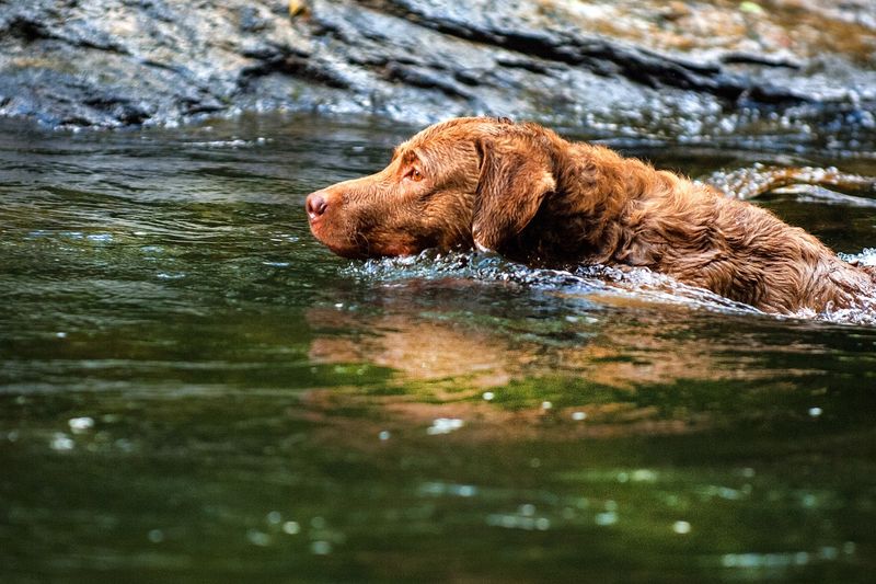 Chesapeake Bay Retriever: Maryland's Hometown Hero