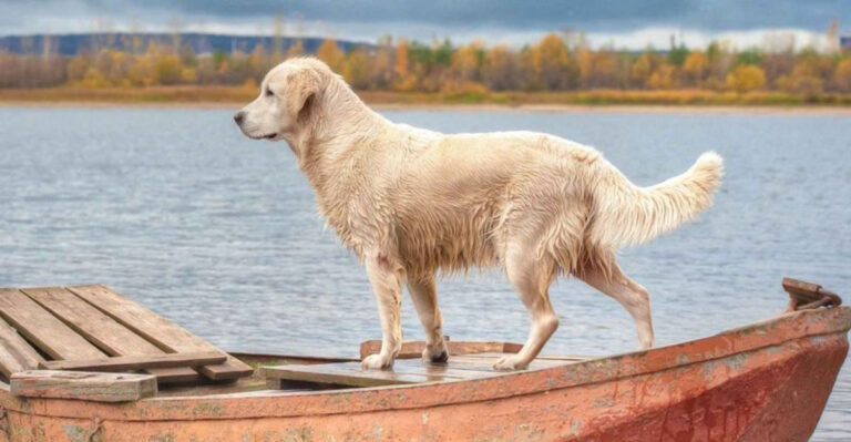 7 Maryland Boat-Ready Dog Breeds Born for Chesapeake Bay Cruises (Plus Sea-Sickness Prevention Tips)