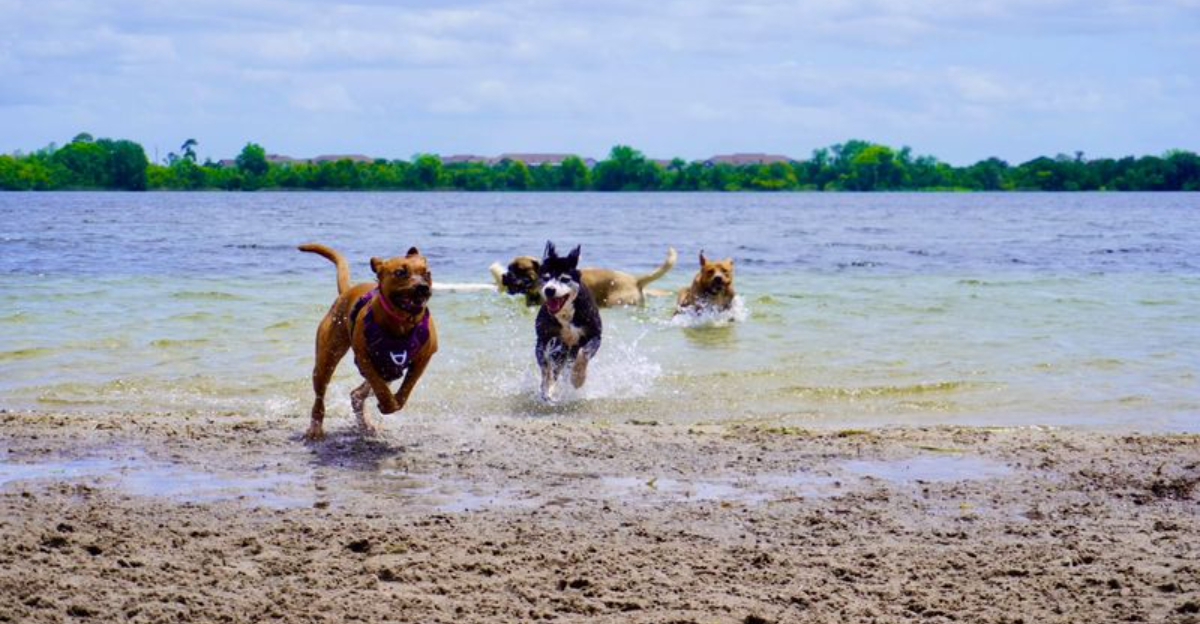 7 Must-Visit Dog Parks In Florida For Your Pup’s Next Adventure