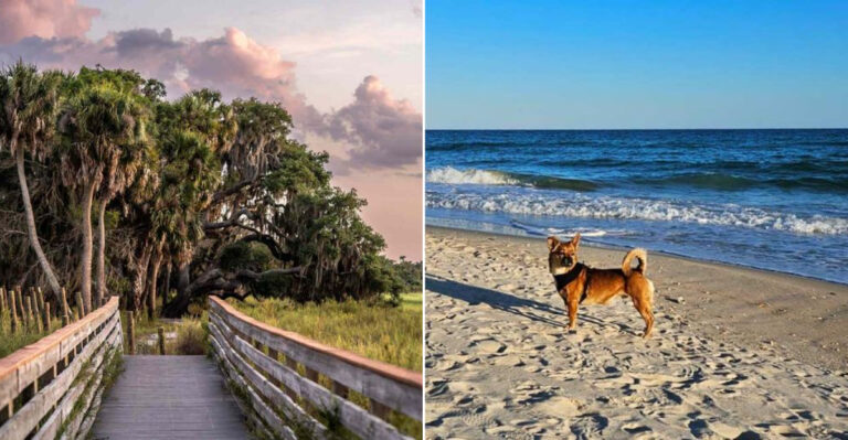 7 Pet-Friendly Florida State Parks With Cabins And Off-Leash Adventures