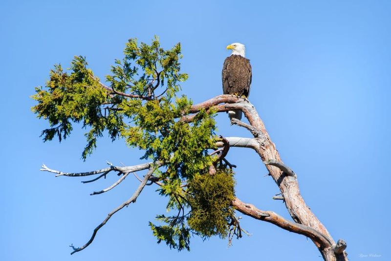 Lake Tahoe's Eagle Paradise