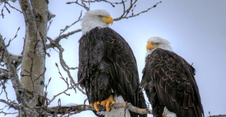 7 Places In California Where You Can Spot Majestic Eagles