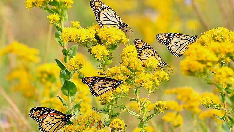 Konza Prairie Biological Station's Butterfly Highway