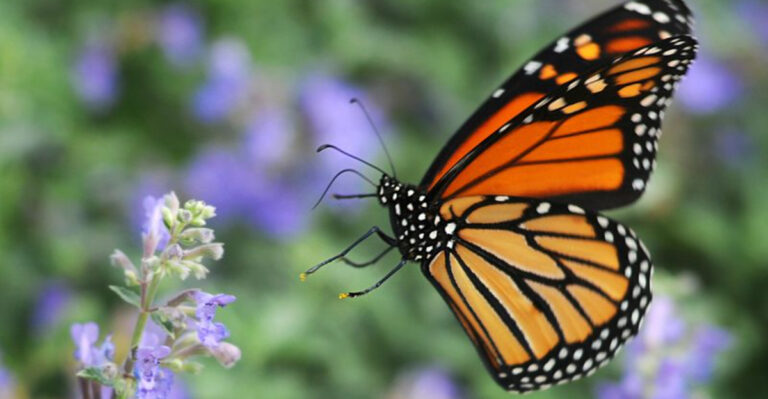 7 Prairie Projects In Kansas Reviving Butterfly Populations By The Thousands