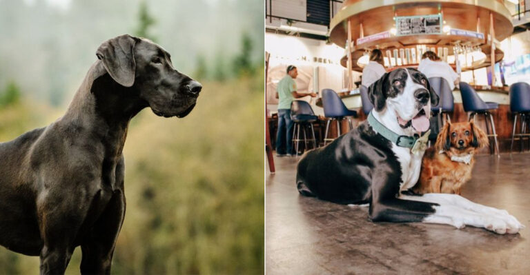 7 Reasons Why Great Danes Love Outdoor Life In Texas And Florida