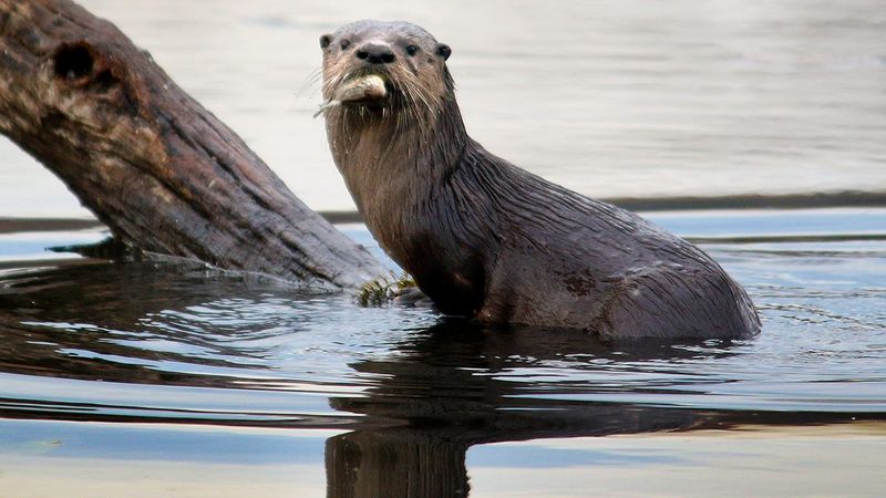 1. River Otter (Lontra canadensis): The Comeback Kids