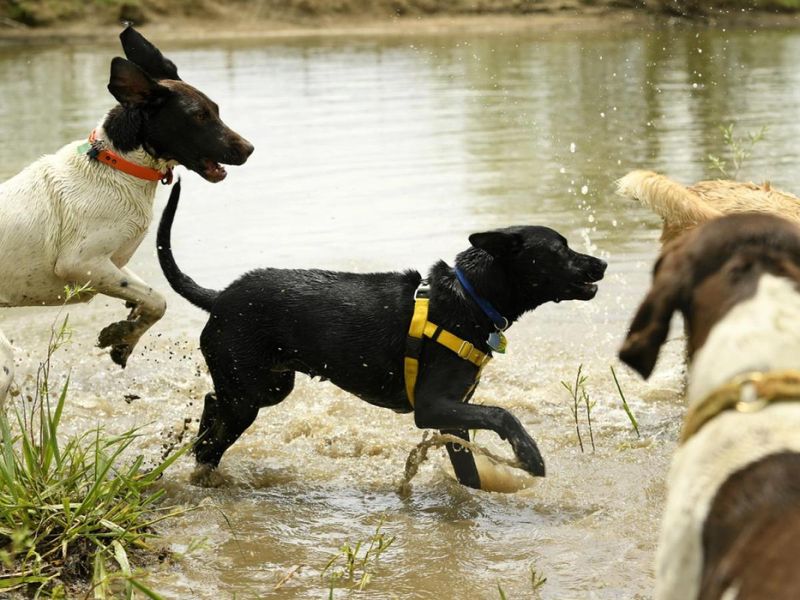 Andrea's 2-Acre Private Dog Park – Castle Rock