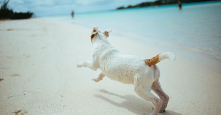 7 Stunning Dog-Friendly Beaches That Are Truly More Than Paradise