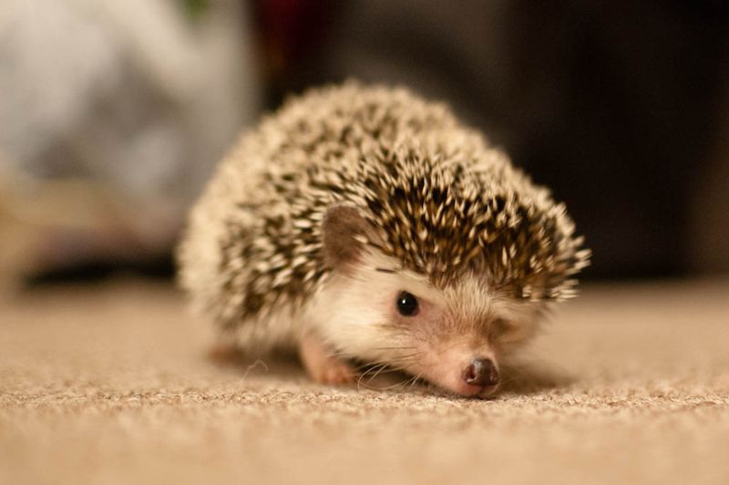 Hedgehogs