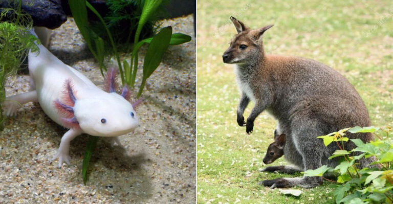 7 Unique Pets You Can Keep In New York State (And How To Care For Them)
