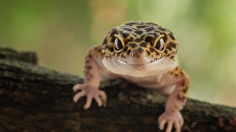 Leopard Gecko: The Nighttime Charmer