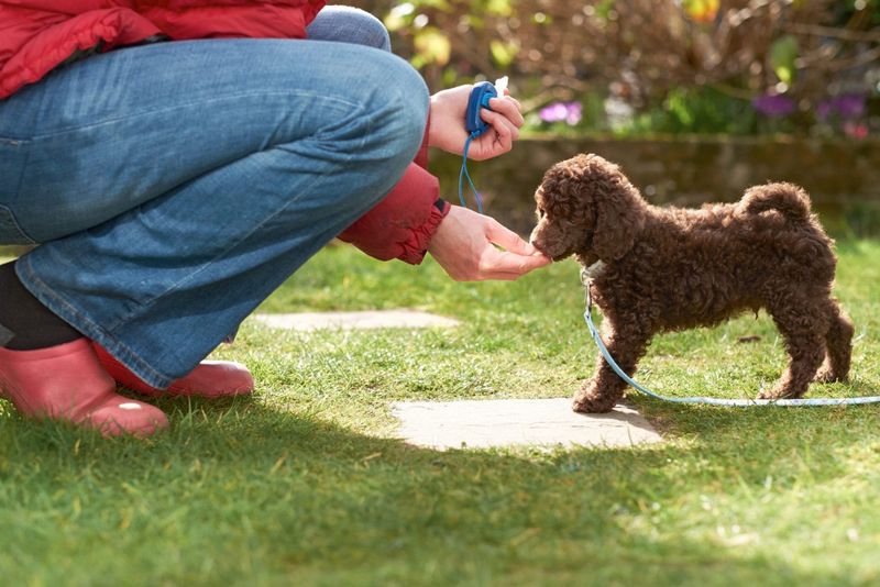 Training And Learning New Tricks