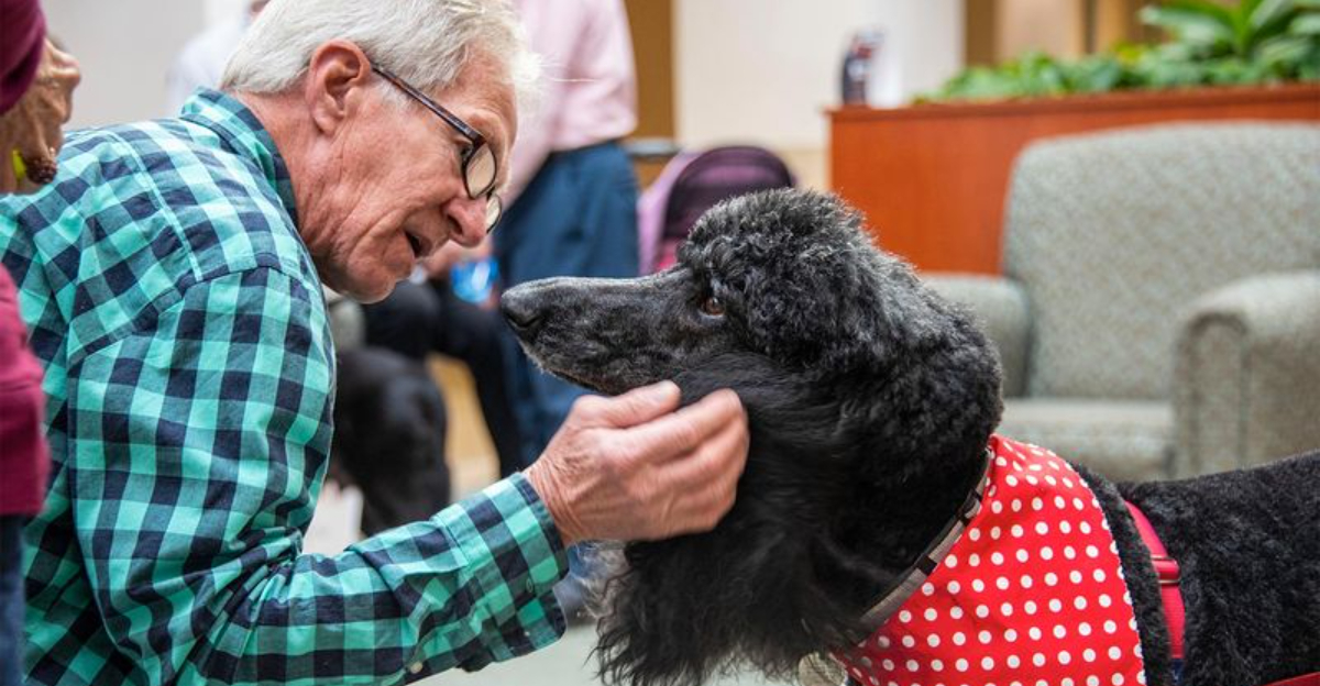 7 Ways Poodles Help Keep South Carolina Seniors Mentally Active