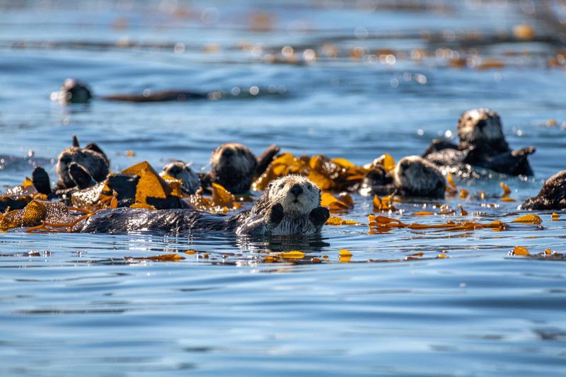 Monterey Bay's Ocean Extravaganza