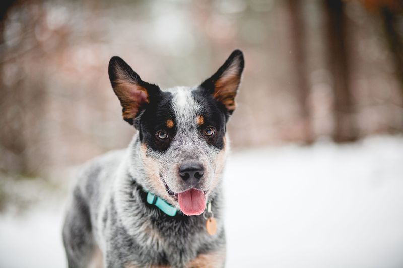 Australian Cattle Dog (Blue Heeler)
