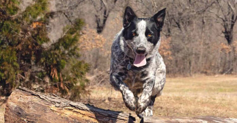 8 Best Dog Breeds For Life On A Texas Ranch