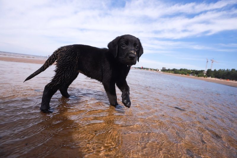 Labrador Retriever: The Unfailing Texas Sidekick