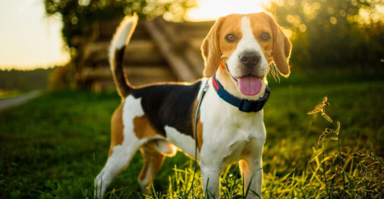 8 Best Family-Friendly Pets In The Heart Of Texas