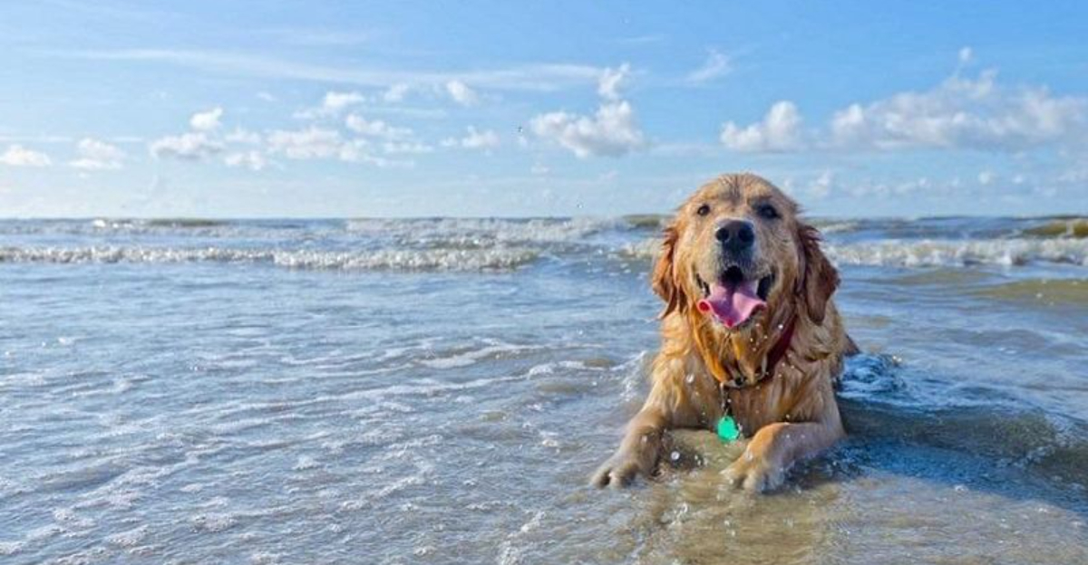 8 Best-Kept Secrets Dog-Friendly Beaches In South Carolina For Your Pup To Enjoy