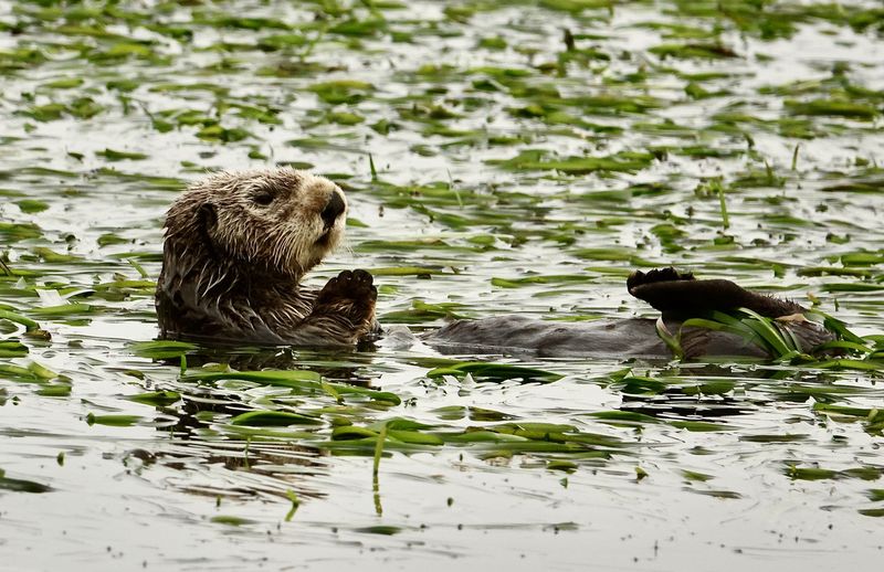 Elkhorn Slough's Wildlife Haven