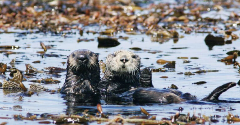 8 Best Shore Spots In California To Observe Wild Sea Otters