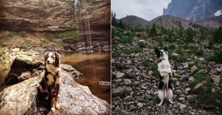 8 Border Collie Tricks That Turn Oregon Forest Hikes Into A Breeze