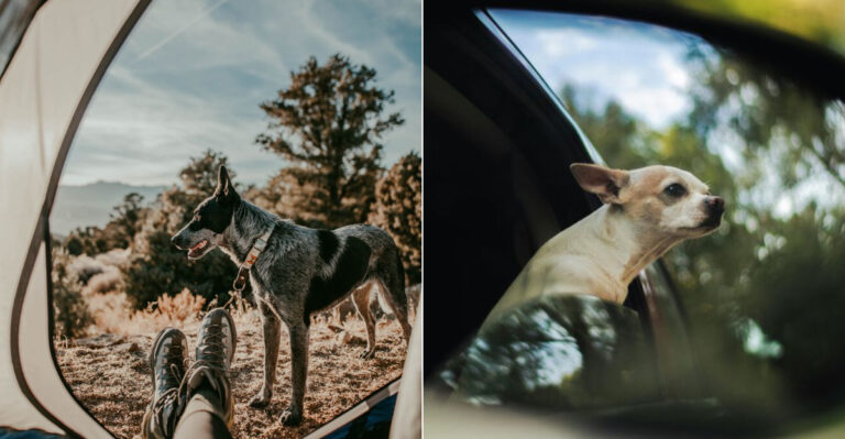 8 Dog-Friendly Road Trip Hacks For Navigating Nevada Highways