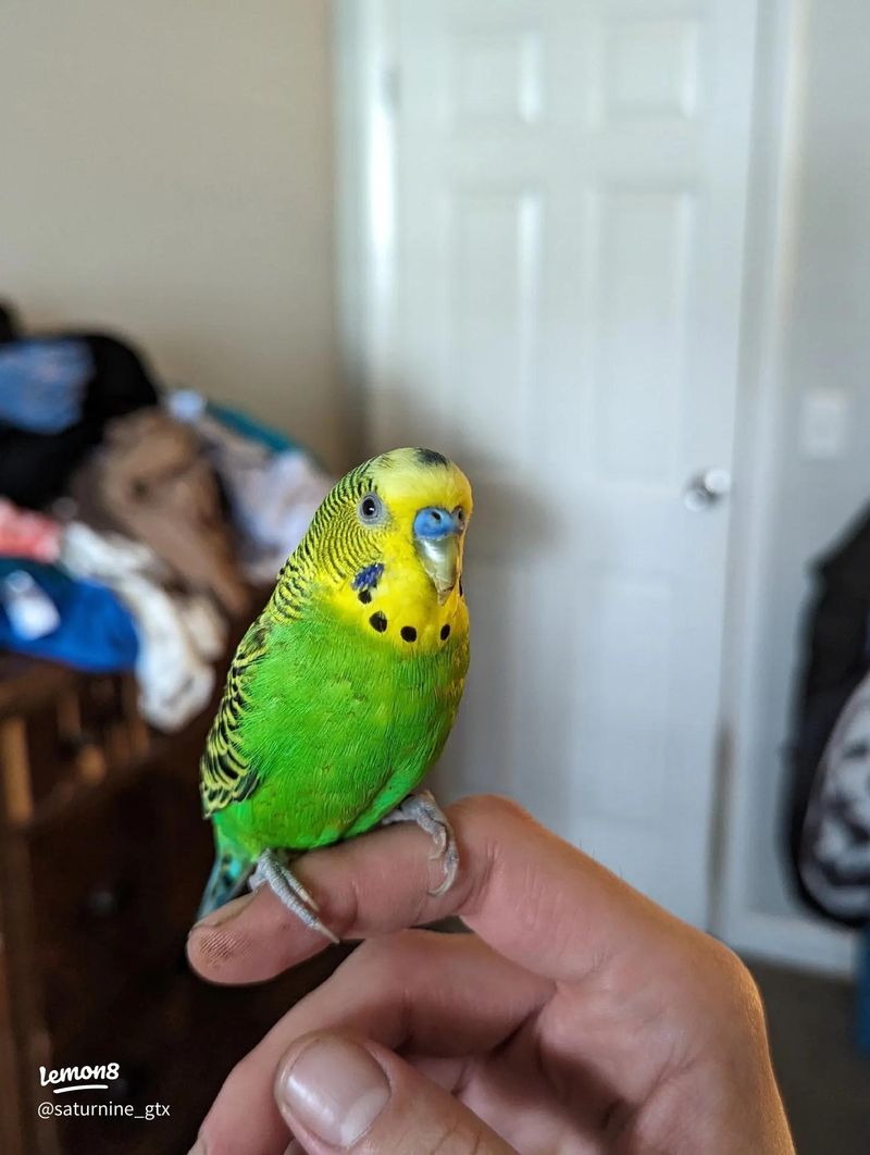 Budgies: Colorful Chatterboxes