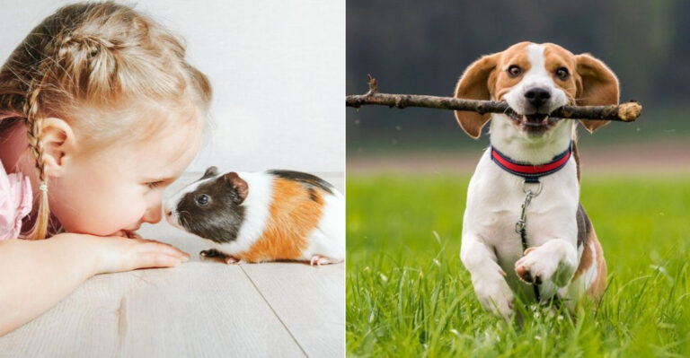 8 Family-Friendly Pets In Georgia Kids Adore (Including Guinea Pigs And Beagles)