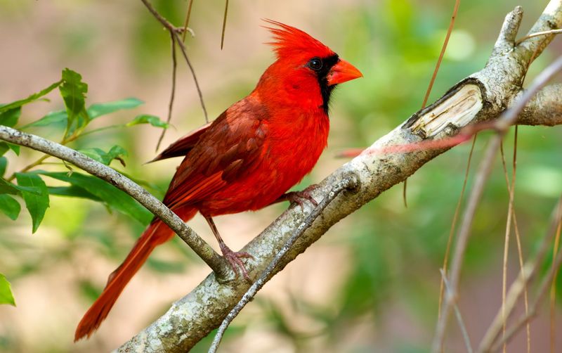 Northern Cardinal: The Brilliant Red Visitor
