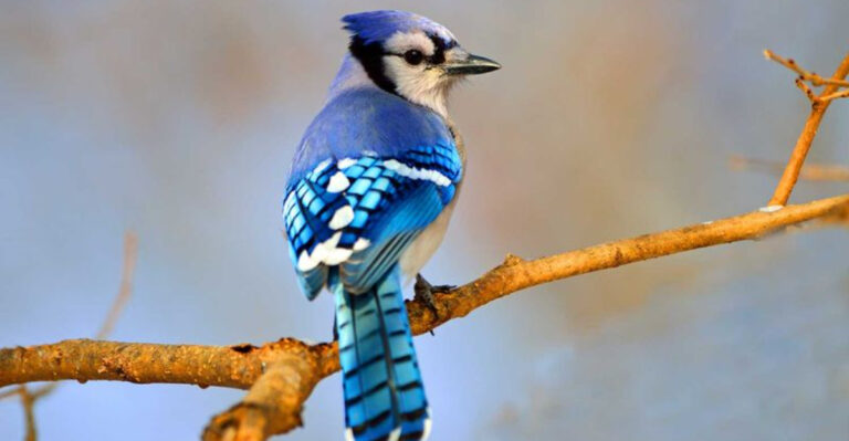 8 Illinois Birds And House Cats That Owners Should Understand To Coexist Peacefully