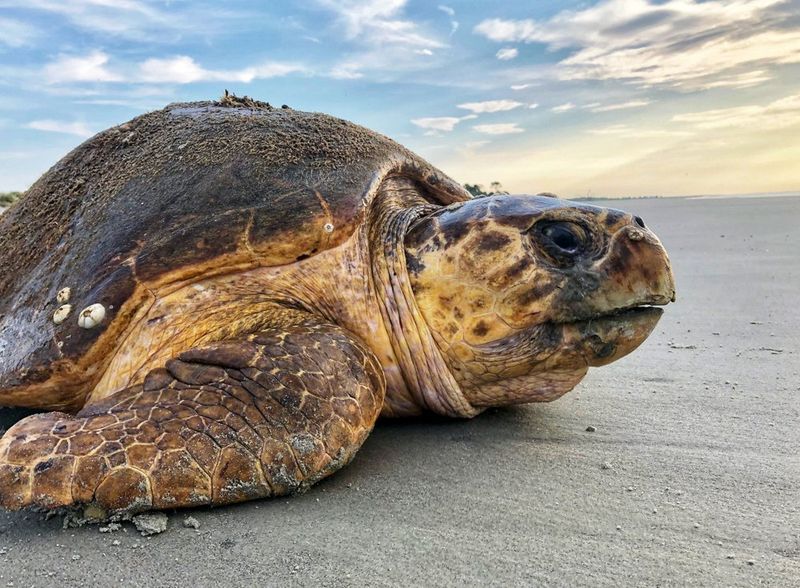 Endangered But Resilient