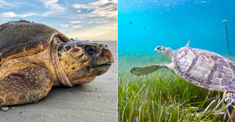 8 Mind-Blowing Things You Didn’t Know About Loggerhead Sea Turtles On North Carolina’s Crystal Coast