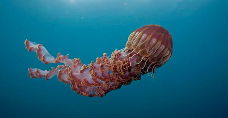 8 Mysterious Deep-Sea Species Uncovered Off California’s Shores