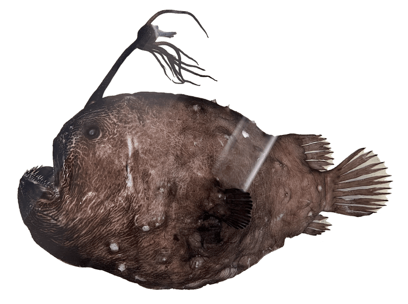 The Nightmare Angler: Pacific Footballfish