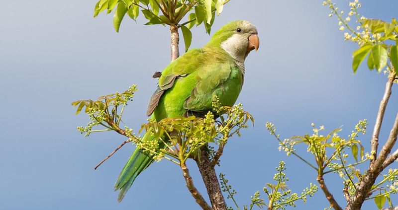 Monk Parakeet