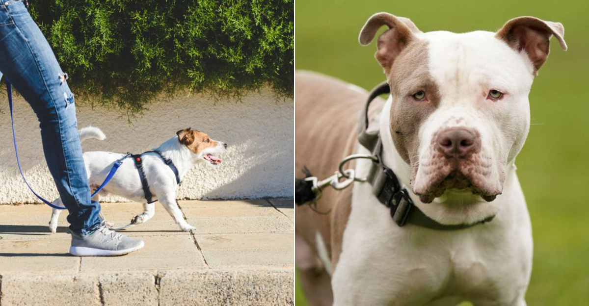 8 Quirky Pet Laws In Texas You Probably Break Without Knowing It