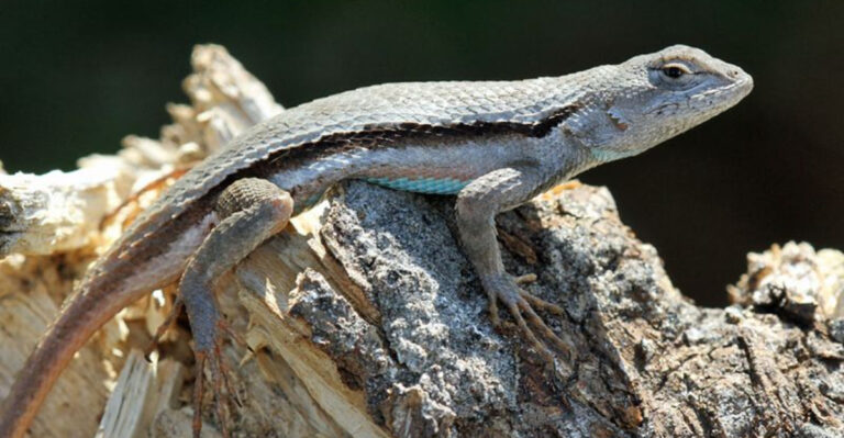 8 Rare Florida Reptiles That Need Pet Lovers’ Help to Survive