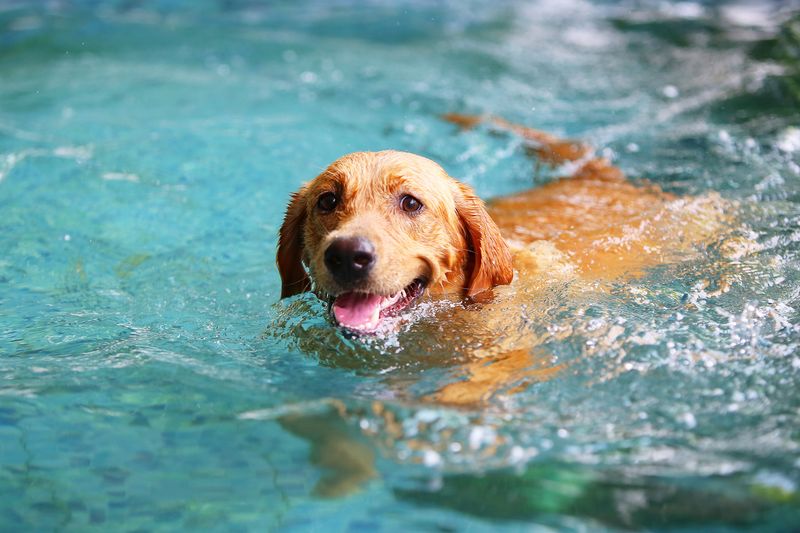 Great Swimmers That Love The Water