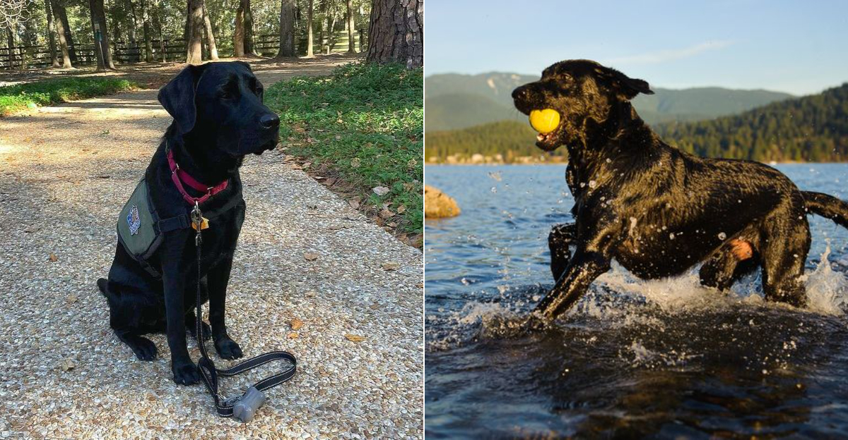 8 Reasons Labrador Retrievers Are Still Florida’s Top Family Dog