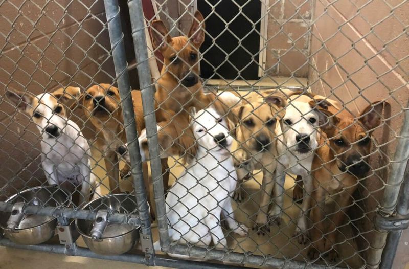 Overcrowded Shelters And Limited Resources