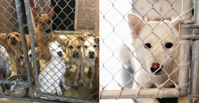 8 Reasons Why California Is Facing A Surge In Stray Dogs