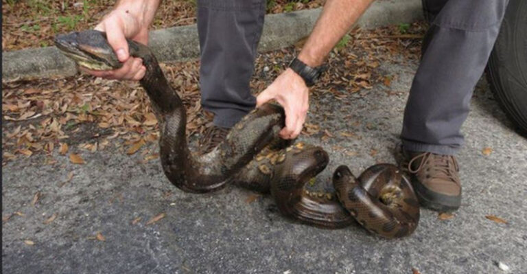 8 Surprising Facts About Keeping A Pet Snake In Florida